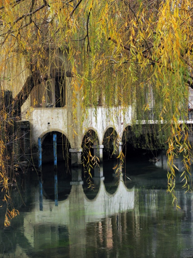 Acque del pordenonese. salici a Sacile