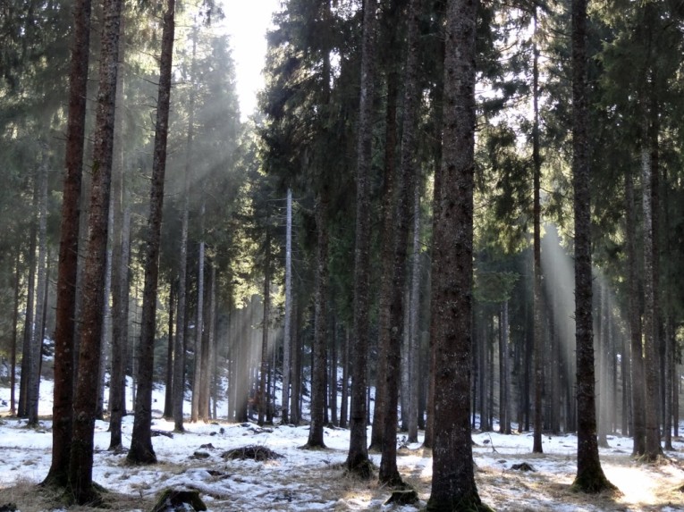 Il bosco delle fate Cansiglio pordenonese 01-03-2012