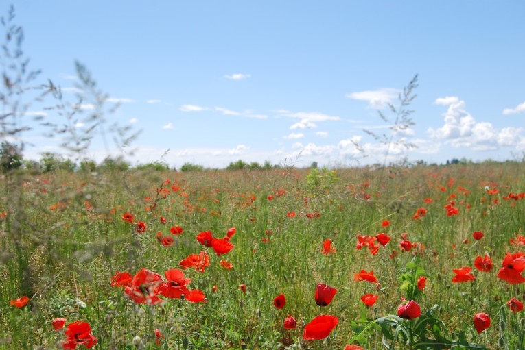 Il paesaggio e' gioia