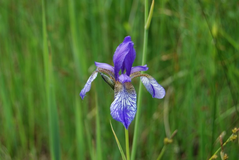 Il paesaggio in secondo piano