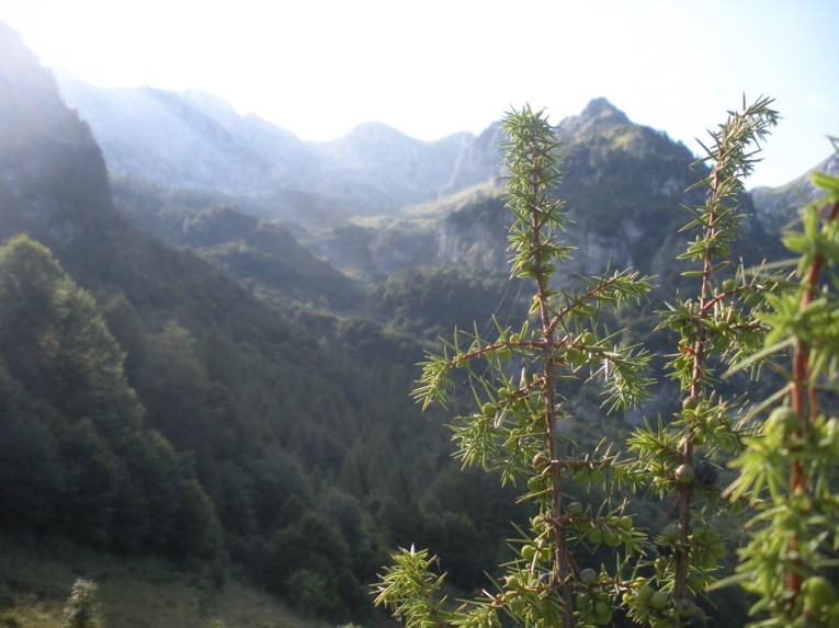 Piancavallo_e_il_ginepro