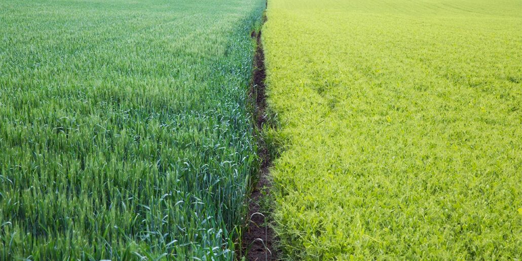 agricoltura biologica o ogm