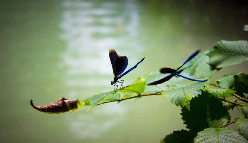 close up purple flowering plant leaves