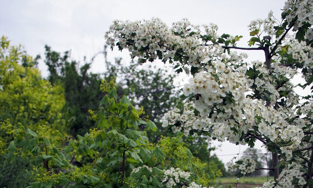 2026 8b 31 maggio preparata 2