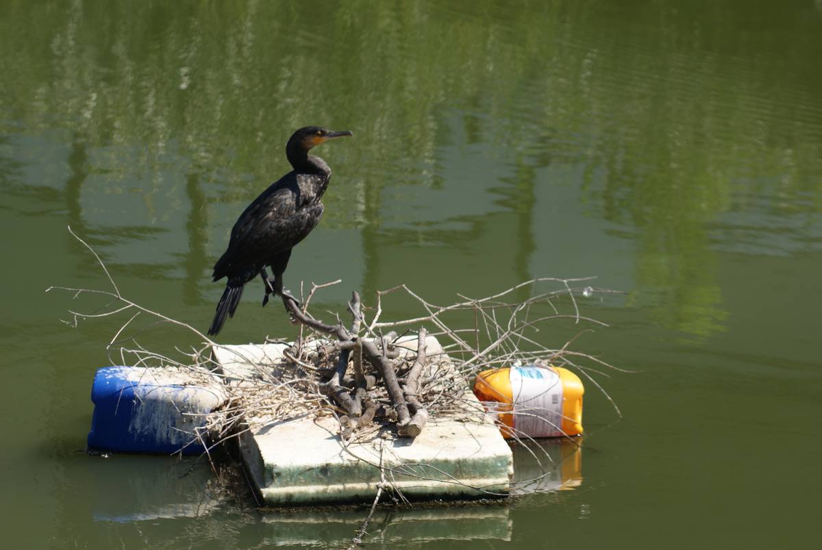 Cormorano su taniche di plastica di Fernando Arman